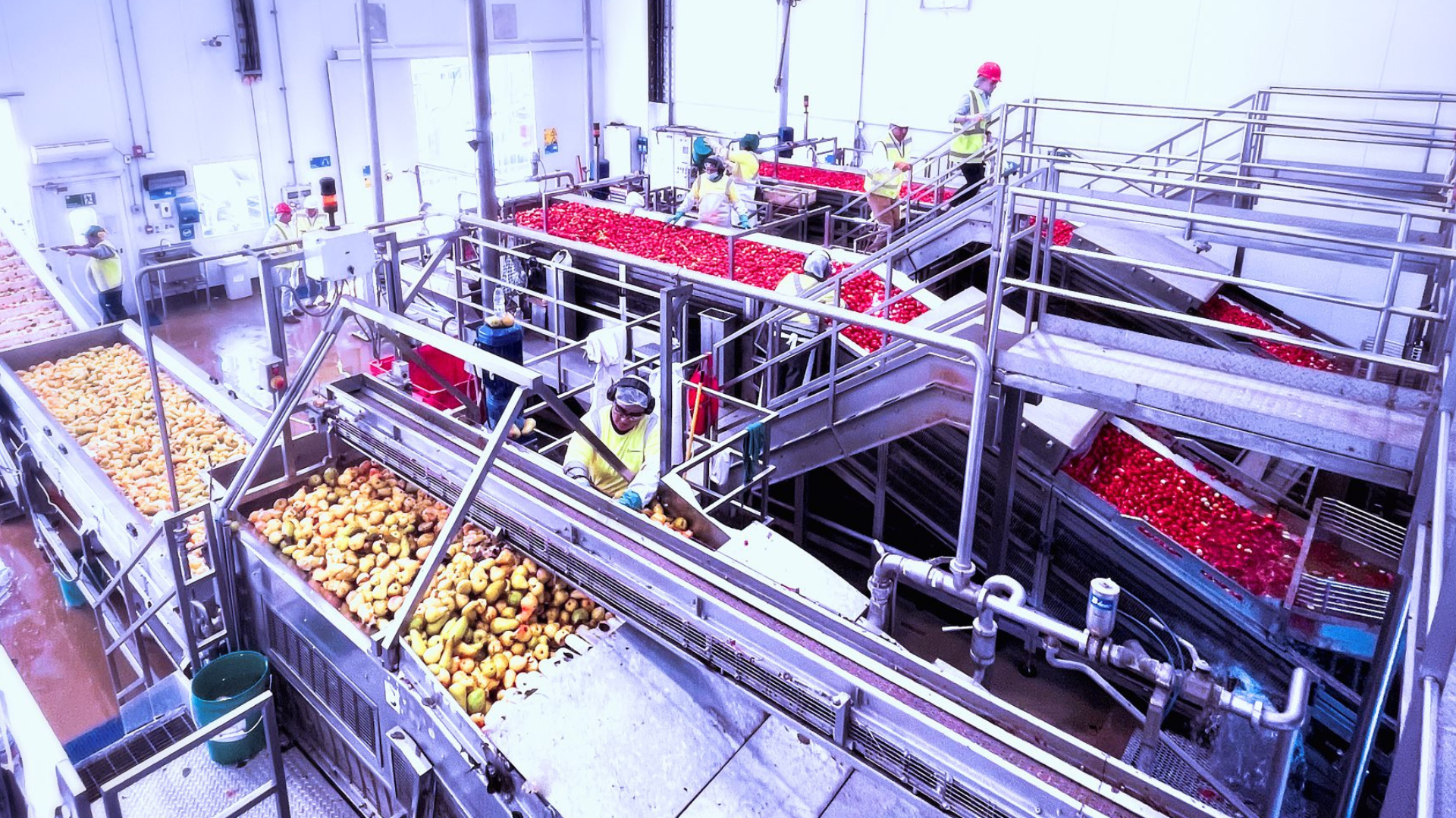 it Linea multifunzione per pomodoro e frutta: la storia di Patagoniafresh