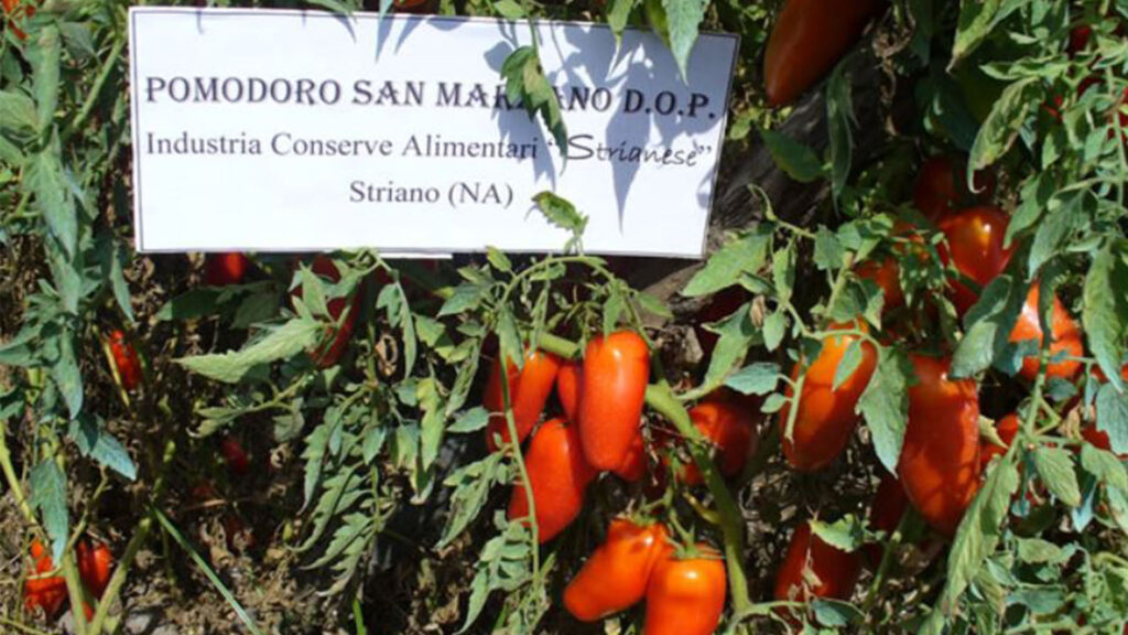 CFT Group - made in Italy Tomato concentration for San Marzano