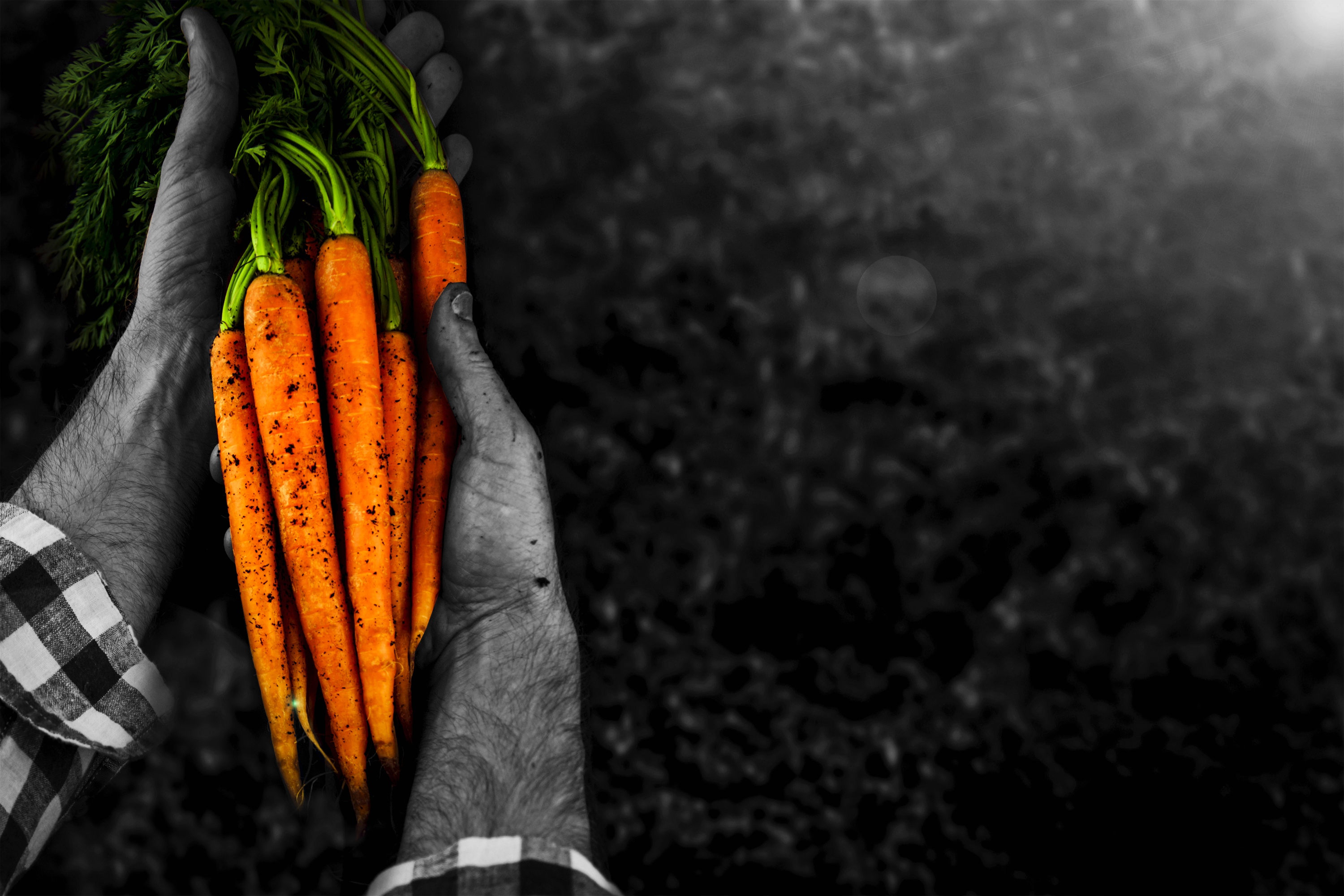 Lavorazione della carote: la pelatrice a vapore CFT