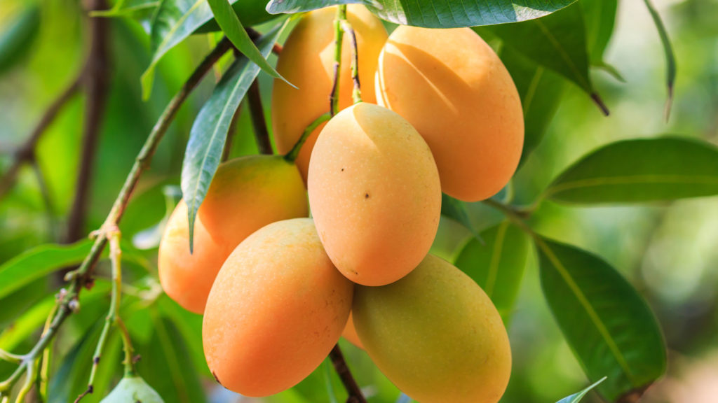 mango