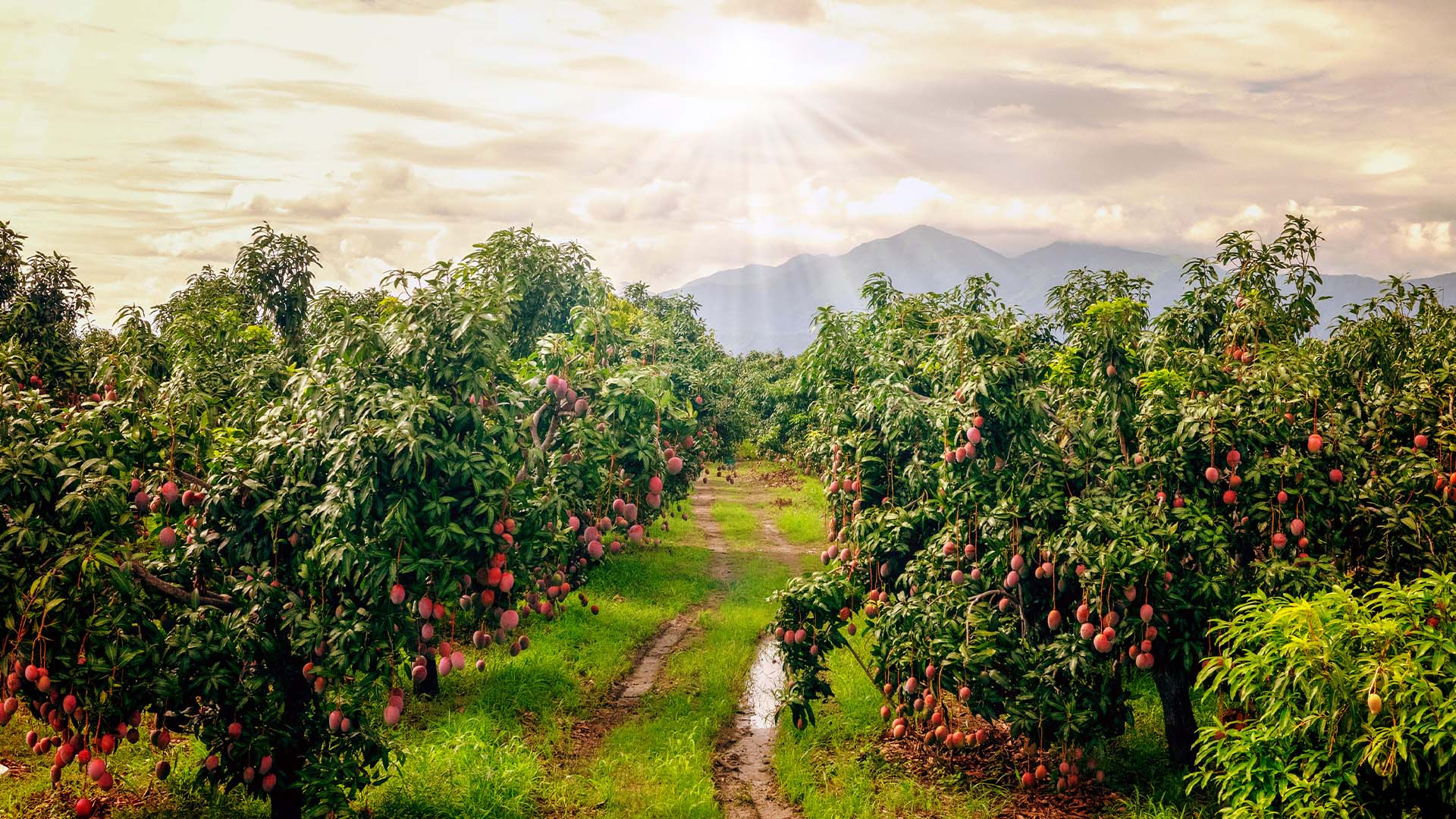 Lavorazione della frutta tropicale in Burkina Faso